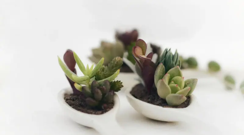 C-麦克劳林公式